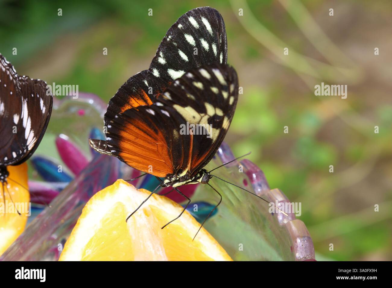 Tiger Long Wing Butterfly Foto Stock
