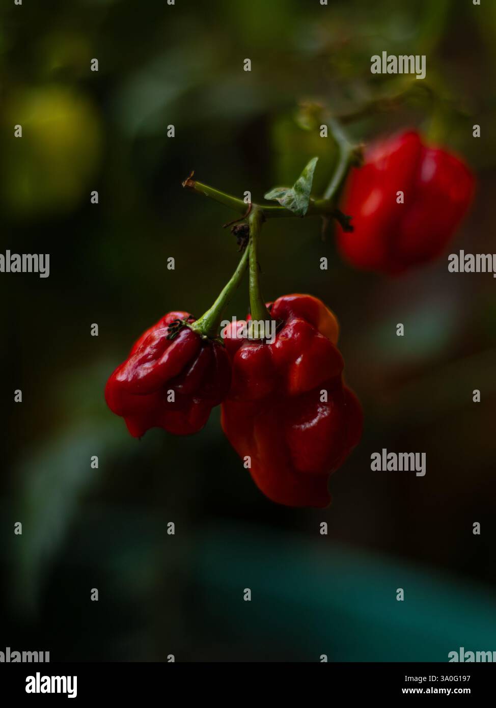 Peperoncini habanero rossi di bel colore rosso pronti per la raccolta coltivati in un piccolo giardino Foto Stock