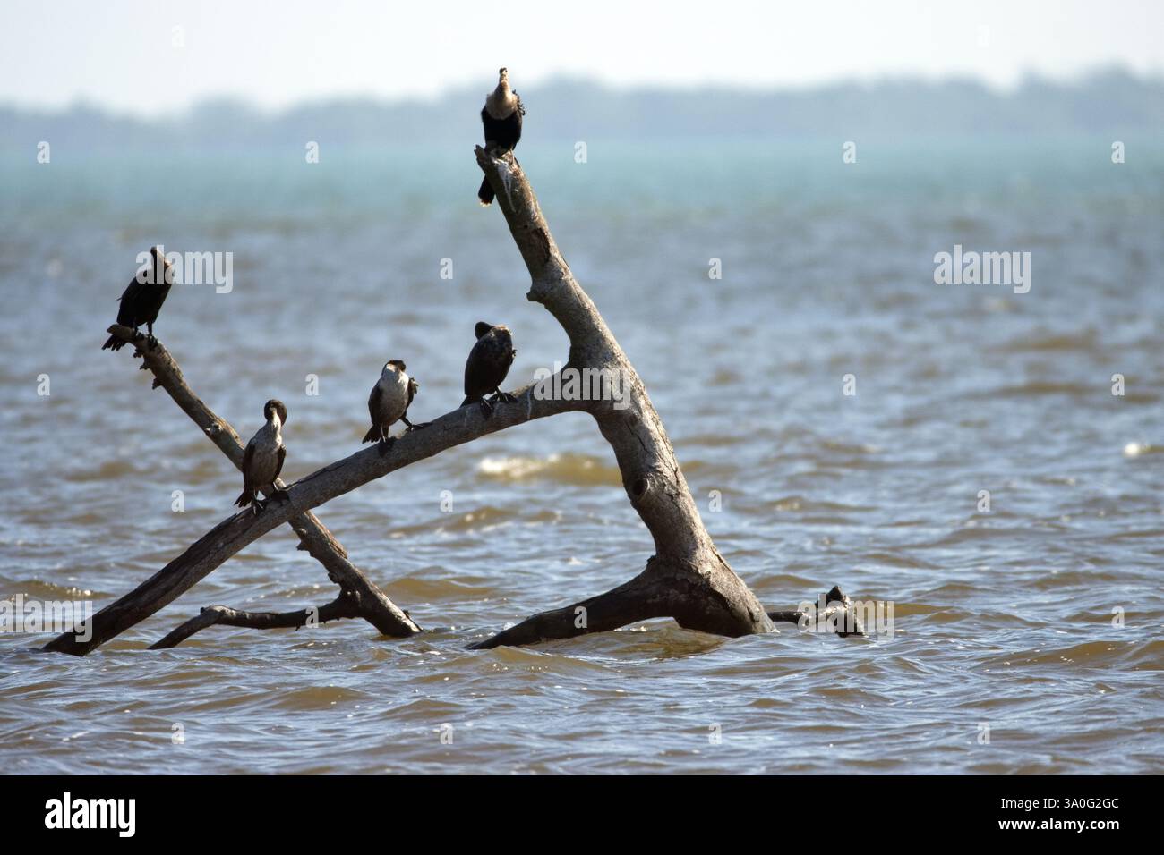 Uccelli in Belize Foto Stock