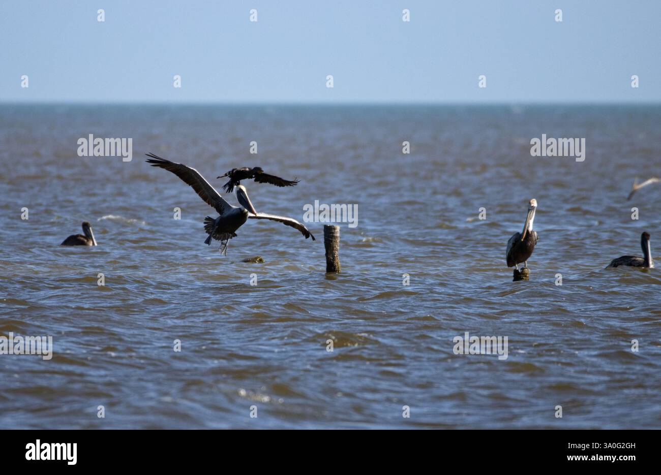 Pelikan sulla costa del Belize Foto Stock