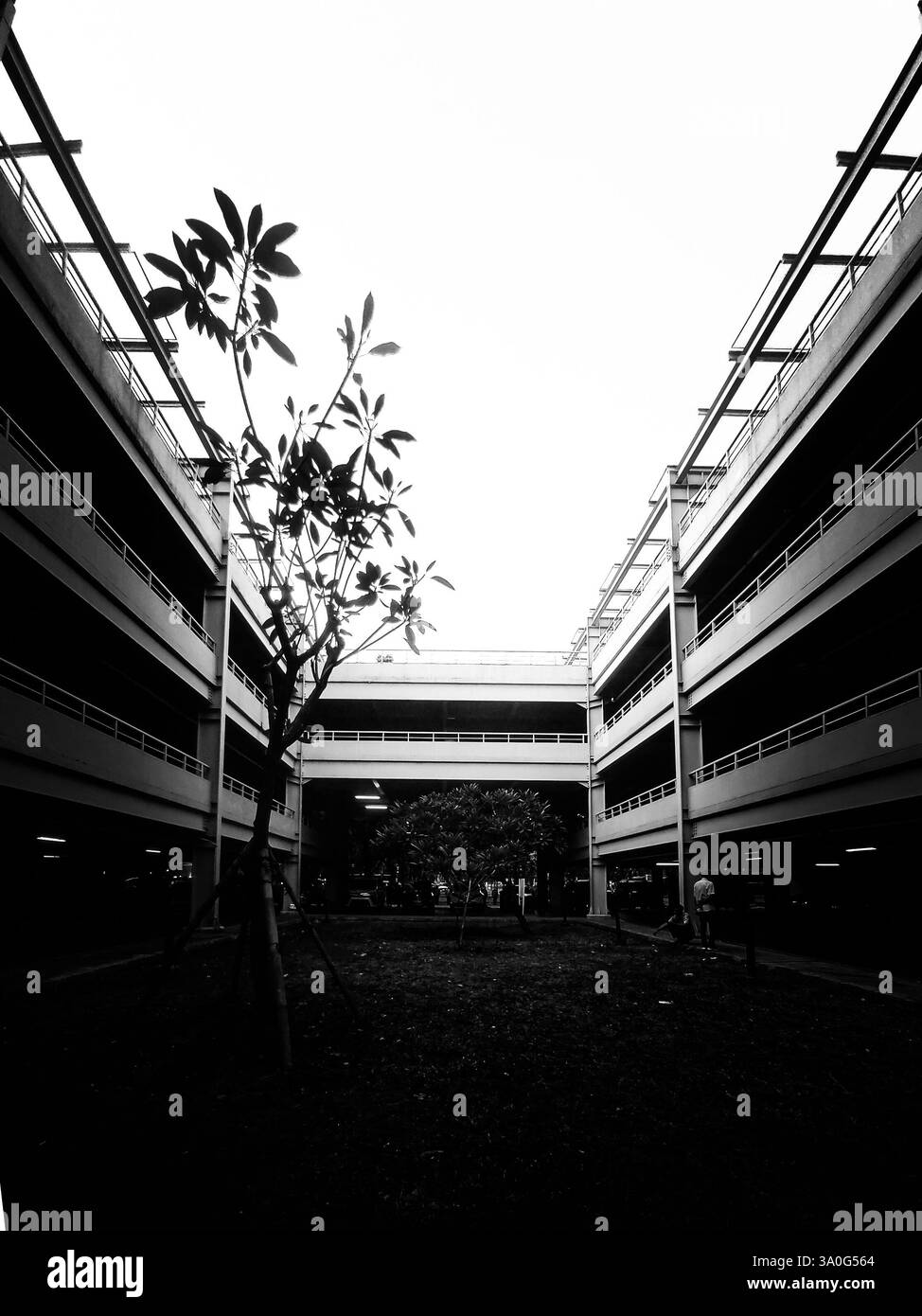 Scatto simmetrico in bianco e nero dell'architettura moderna del cortile con giardino interno e cornice ad alto soffitto Foto Stock