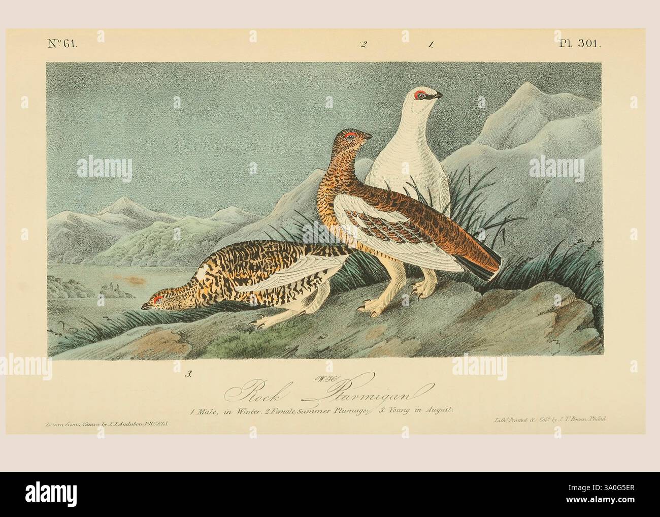 Roccia Ptarmigan (Lagopus muta). 1) uomo in inverno. 2) piume estivo femminile. 3) giovane ad agosto. Dopo un'illustrazione di John James Audubon nel quinto volume del suo libro The Birds of America from Drawings Made in the United States and Their Territories, pubblicato nel 1842. Colorazione successiva. Foto Stock