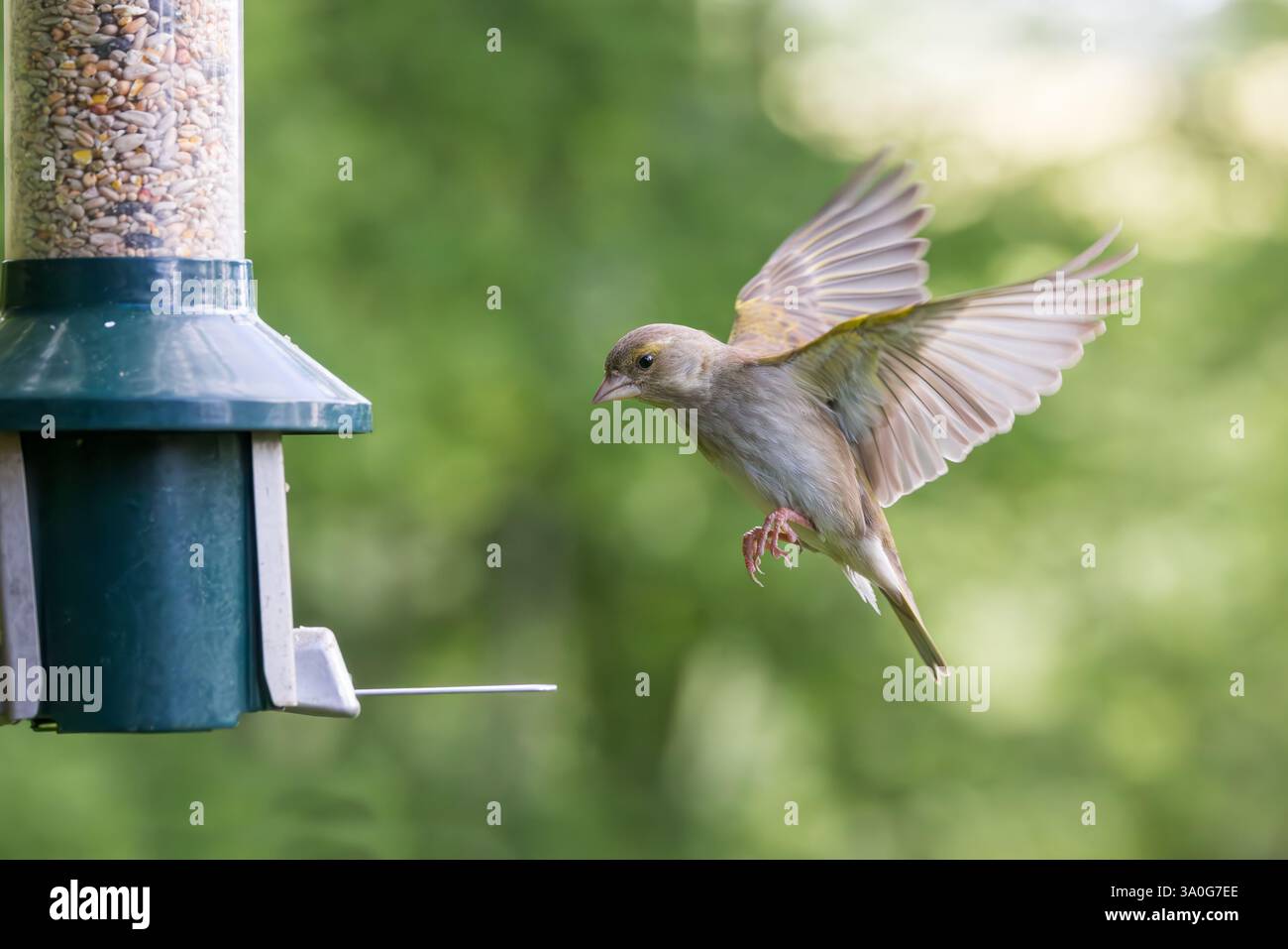 Greenfinch [ Chloris chloris ] in volo all'alimentatore di sementi da giardino Foto Stock