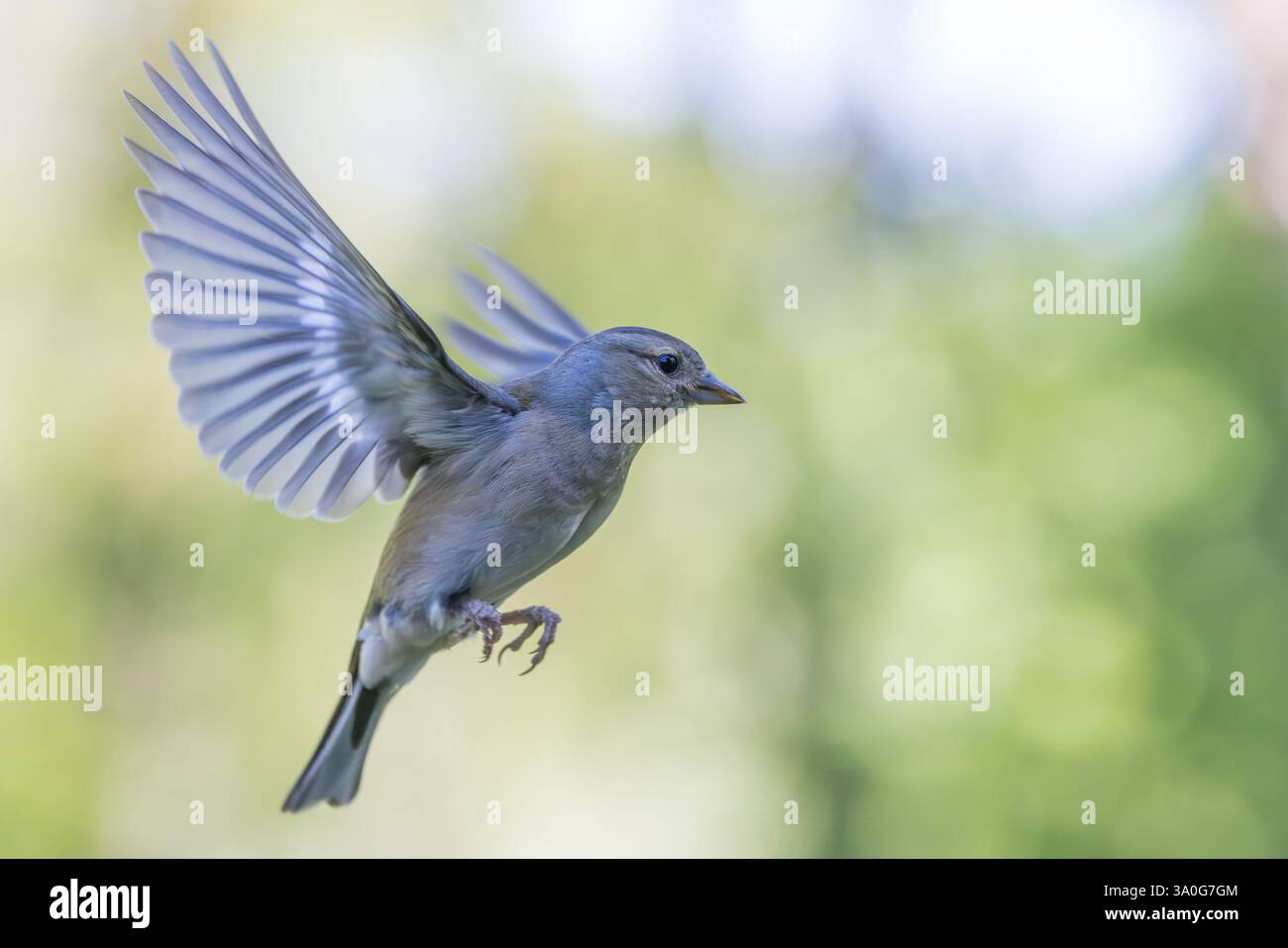 Chaffinch eurasiatico [ Fringilla coelebs ] uccello femmina in volo Foto Stock