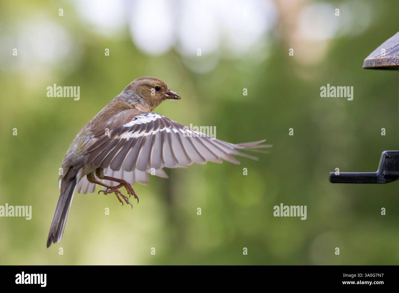Chaffinch eurasiatico [ Fringilla coelebs ] uccello femmina in volo presso l'alimentatore di semi da giardino Foto Stock