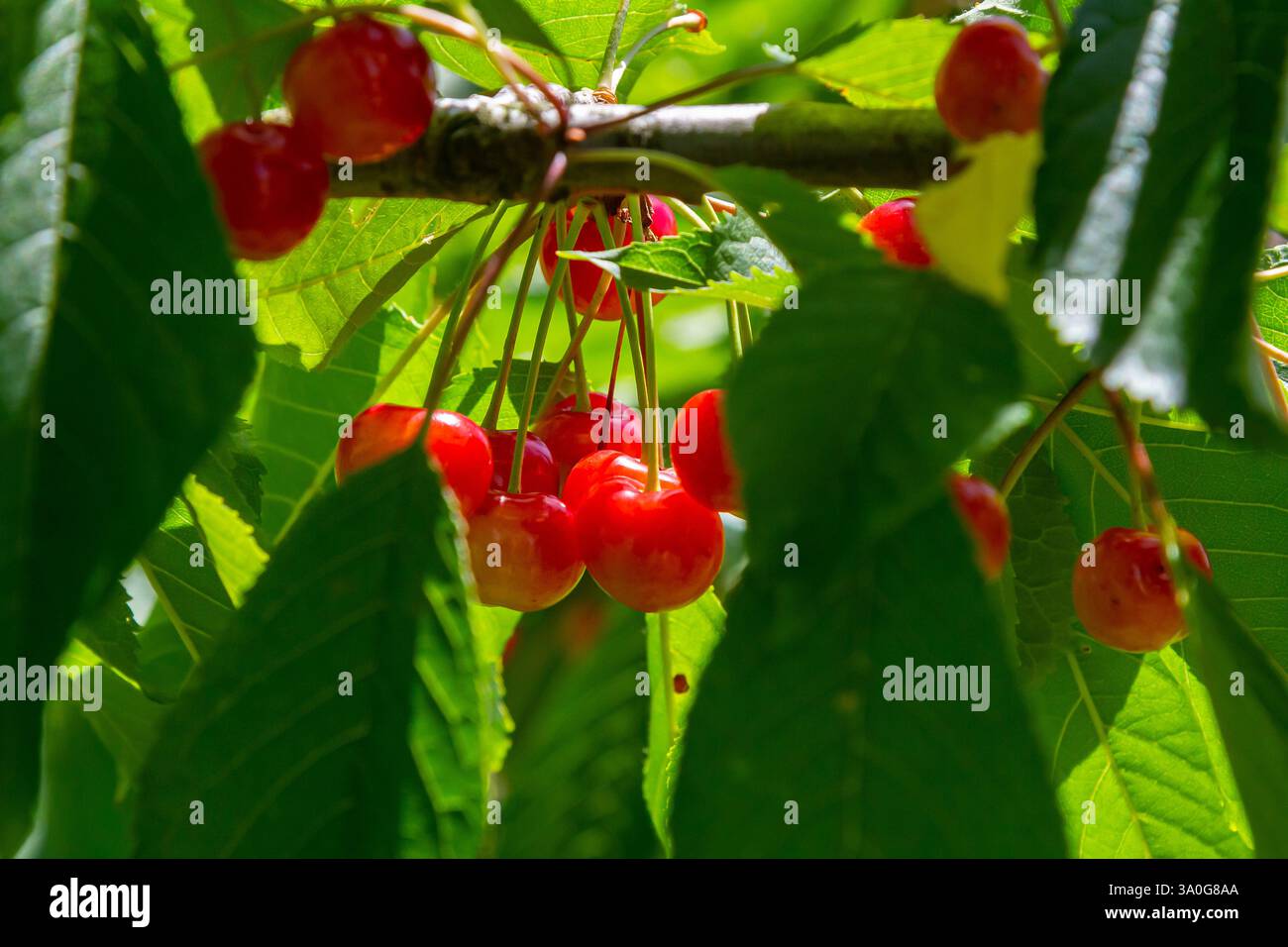 Le ciliegie rosse brillanti sono appese tra i rami e l'abbondante vegetazione, creando un'allegra atmosfera estiva in un ambiente di frutteto. Foto Stock