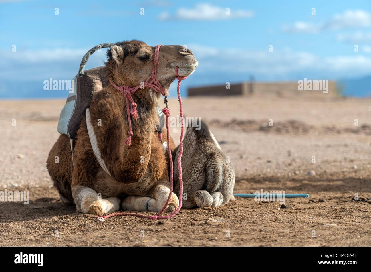 Il giovane cammello gioca in cima a un cammello adulto nel deserto di Agafay in Marocco sotto i cieli limpidi. Foto Stock