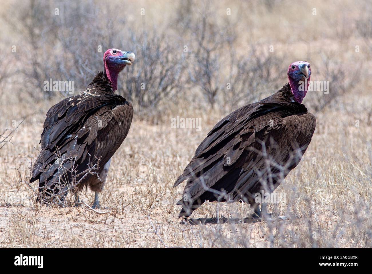 Lappet Vulture di fronte nel Kgalagadi Foto Stock