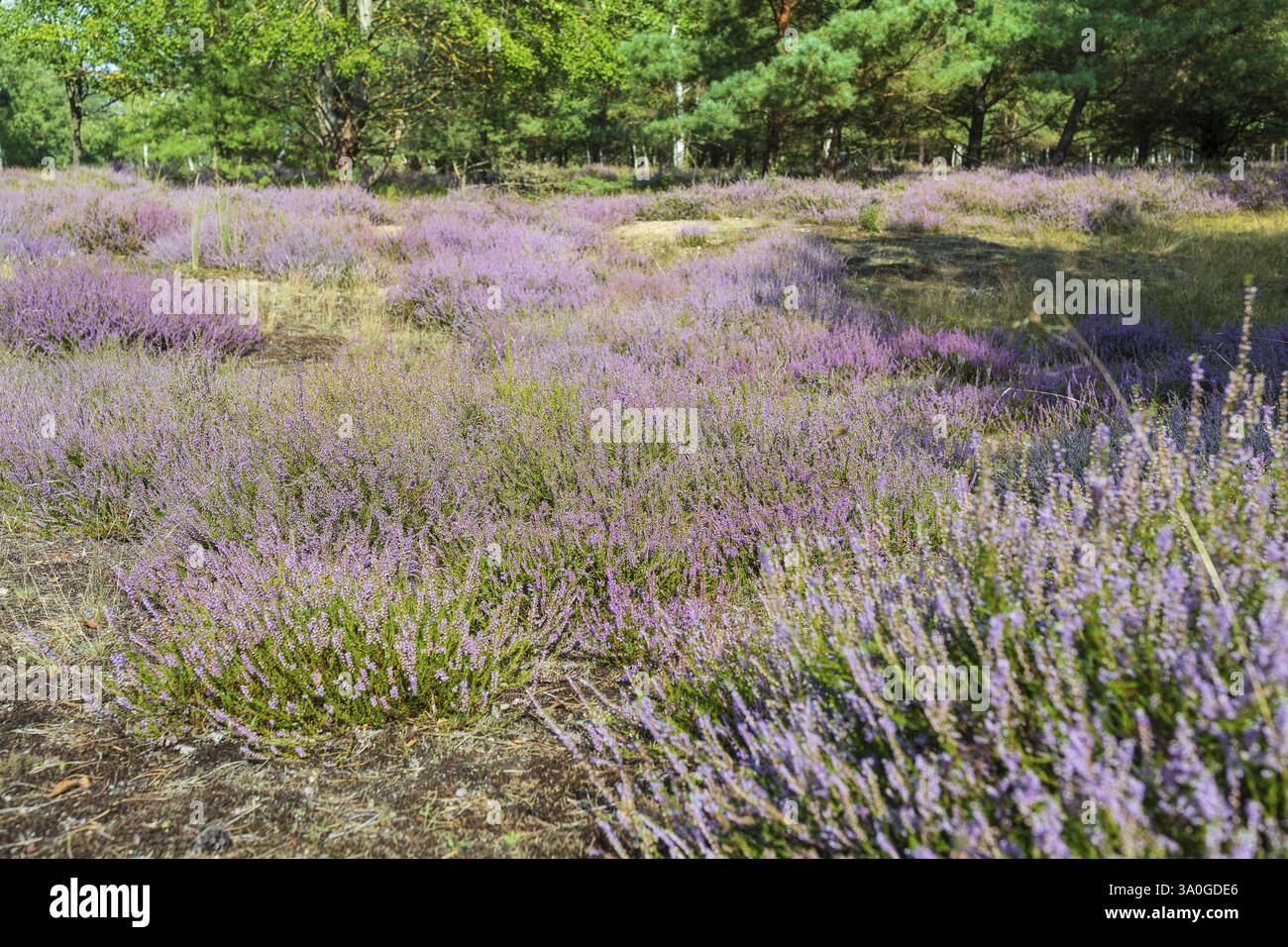 Heather (Calluna vulgaris) in fiore nella riserva naturale di Koenigsbruecker Heide, Sassonia, Germania, Europa Foto Stock