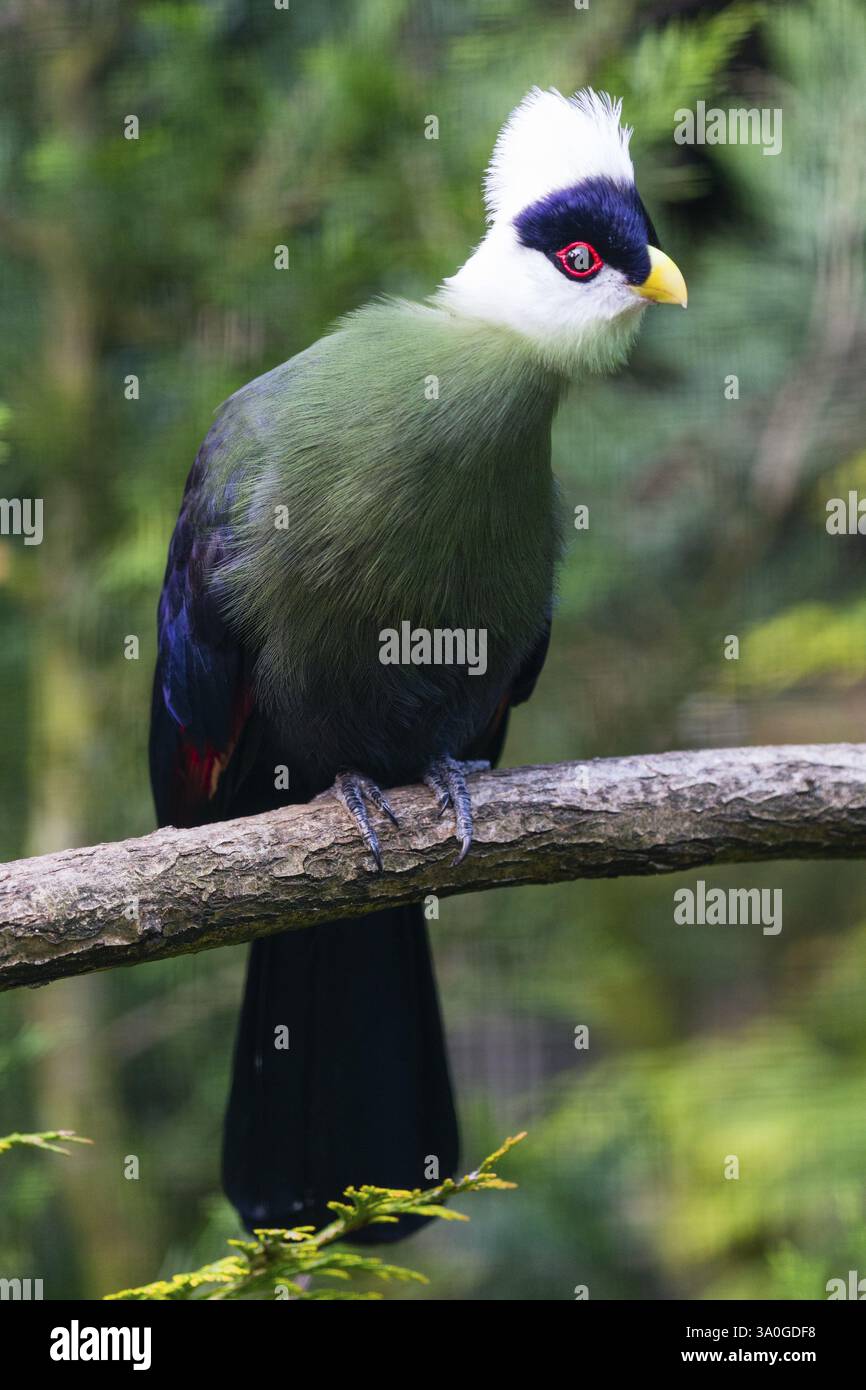 Turaco con cresta bianca (Tauraco leucolophus), uccello adulto appollaiato su un ramo, originario della Nigeria orientale africana e del Kenya occidentale, prigioniero, Germania, EUR Foto Stock