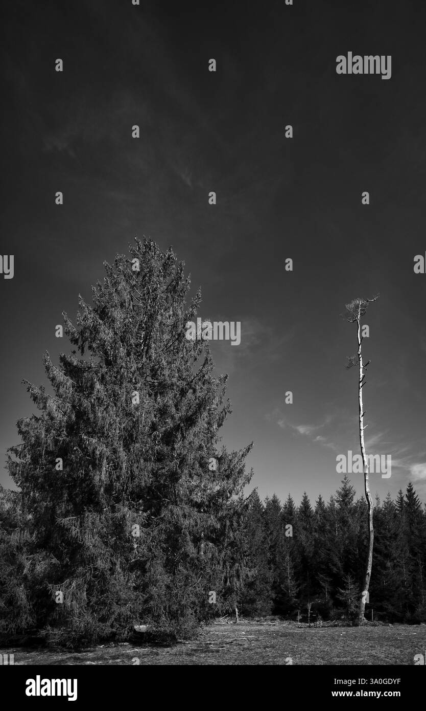 Abete rosso vicino ad abete rosso morto, morto, bianco e nero, riserva naturale di Weiherwiesen, Essingen, Swabian Alb, Baden-Wuerttemberg, Germania, Europa Foto Stock