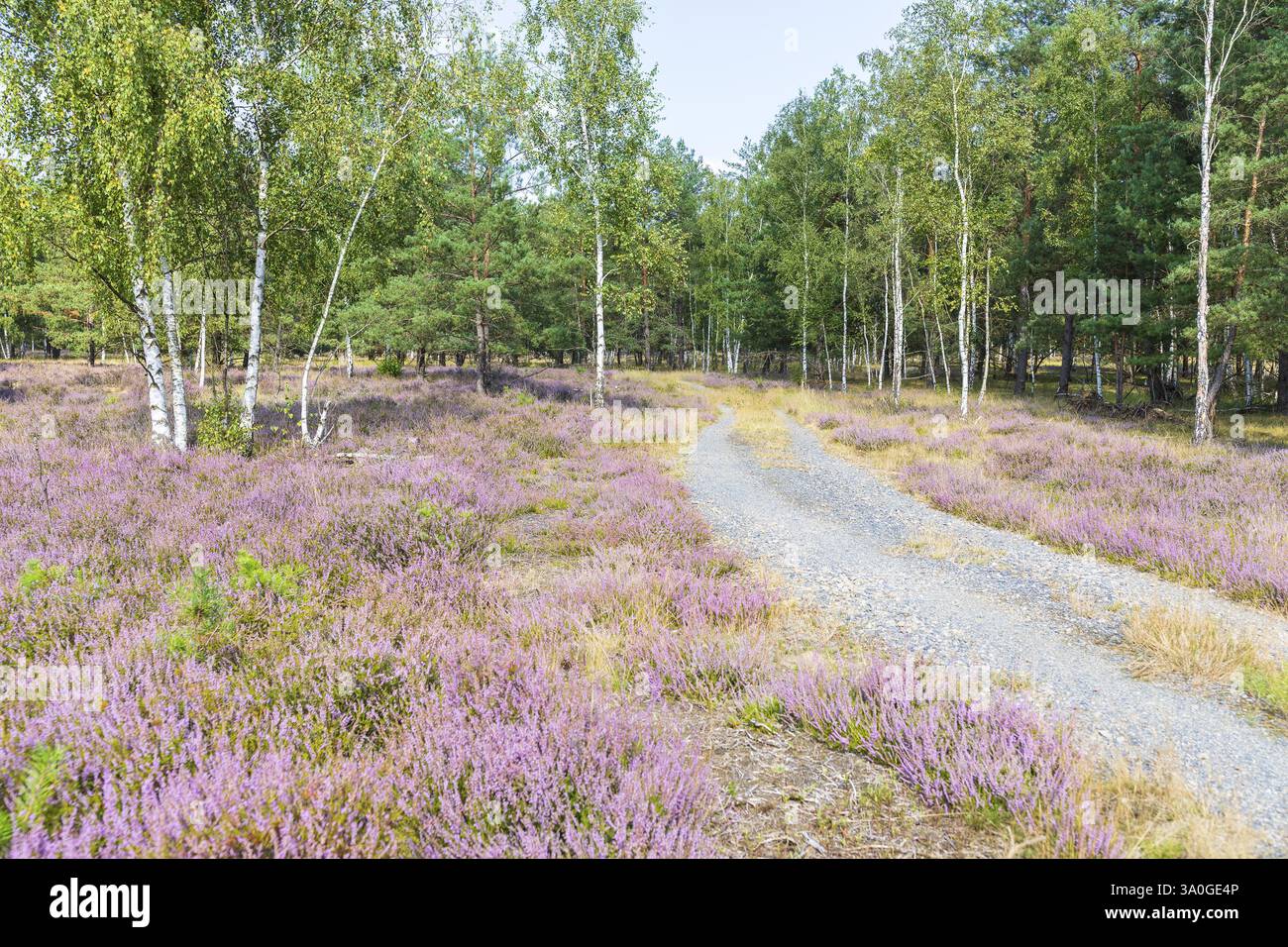 Heather (Calluna vulgaris) in fiore nella riserva naturale di Koenigsbruecker Heide, Sassonia, Germania, Europa Foto Stock