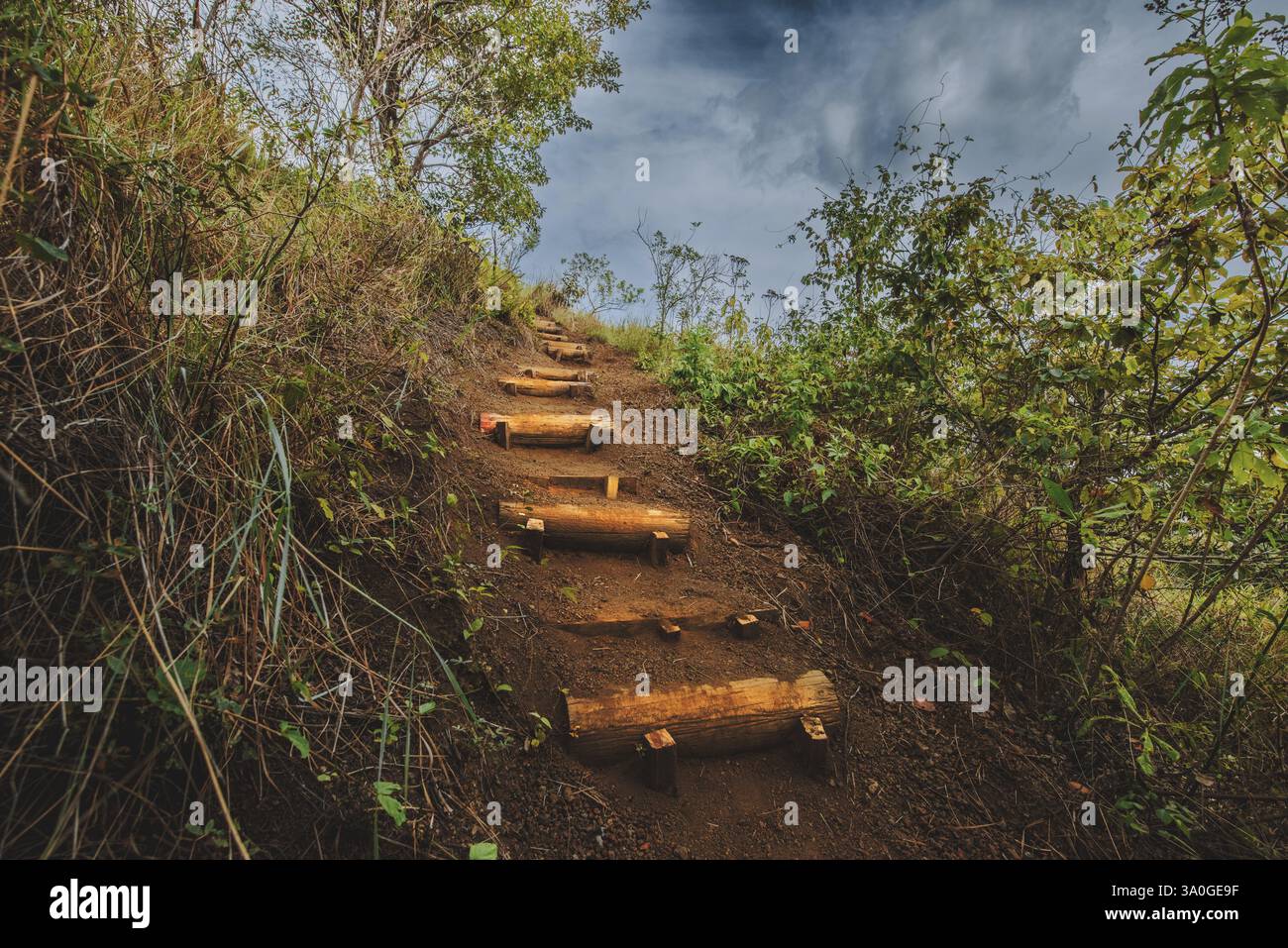 Angolo basso di bel sentiero con gradini di legno circondati da vegetazione. Sentiero con scale di legno circondato dalla natura Foto Stock