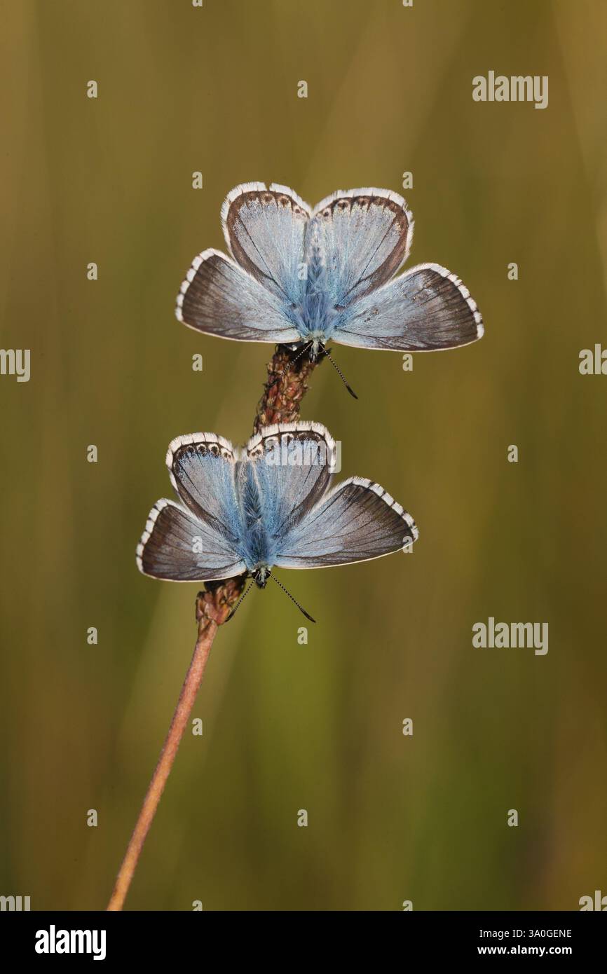 Farfalle blu comuni (Polyommatus icarus), appoggiate su uno stelo di pianta e aprendo le ali mentre il sole della mattina presto le colpisce e le riscalda Foto Stock