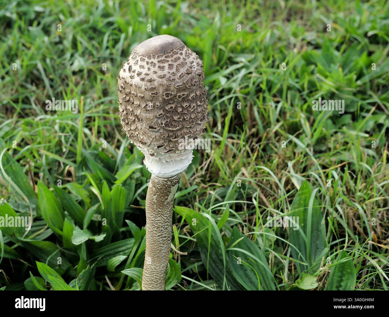 Il fungo gigante di Parasol predilige prati, pascoli e foreste aperte. Foto Stock