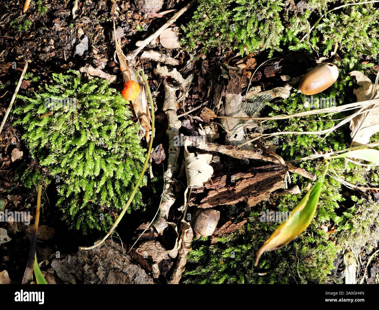 Il suolo forestale con muschi, foglie e rami, mentre gli affascinanti elementi dell'ecologia forestale giocano un ruolo cruciale nell'ecosistema. Foto Stock
