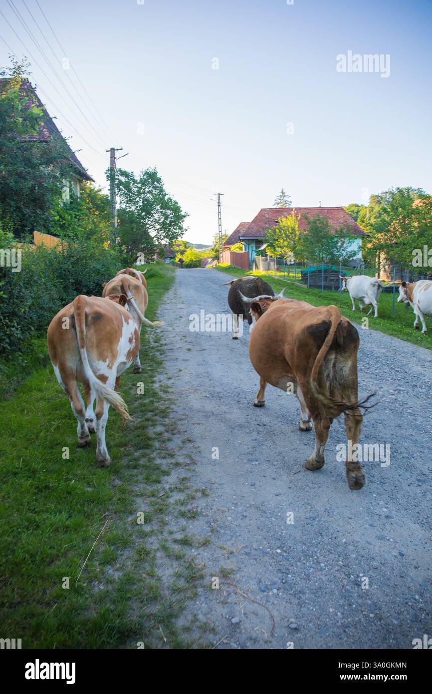 I bovini vagano pacificamente lungo un sentiero del villaggio circondato da vegetazione lussureggiante e fascino. Foto Stock