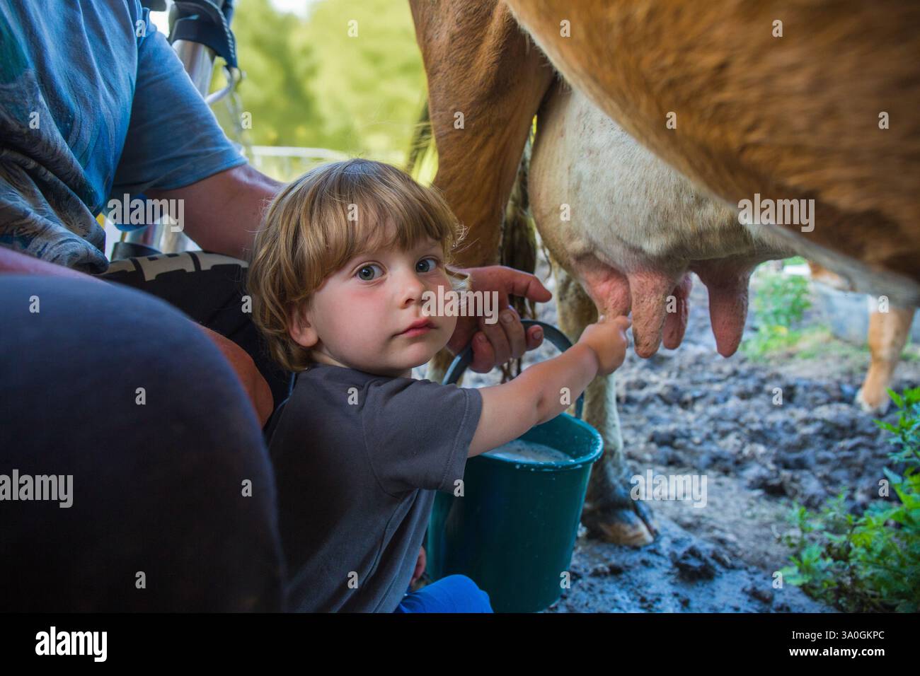 Bambino curioso e adulto che munge una mucca in un ambiente agricolo rurale Foto Stock