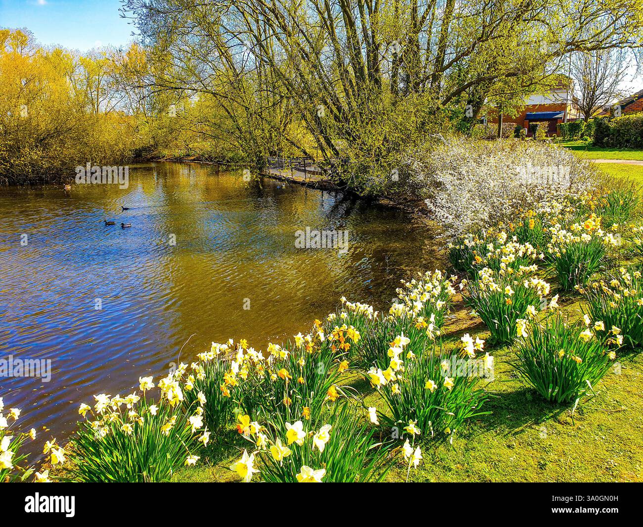 Una splendida vista mattutina dello stagno Compton Acres a Nottingham, Regno Unito. Foto Stock