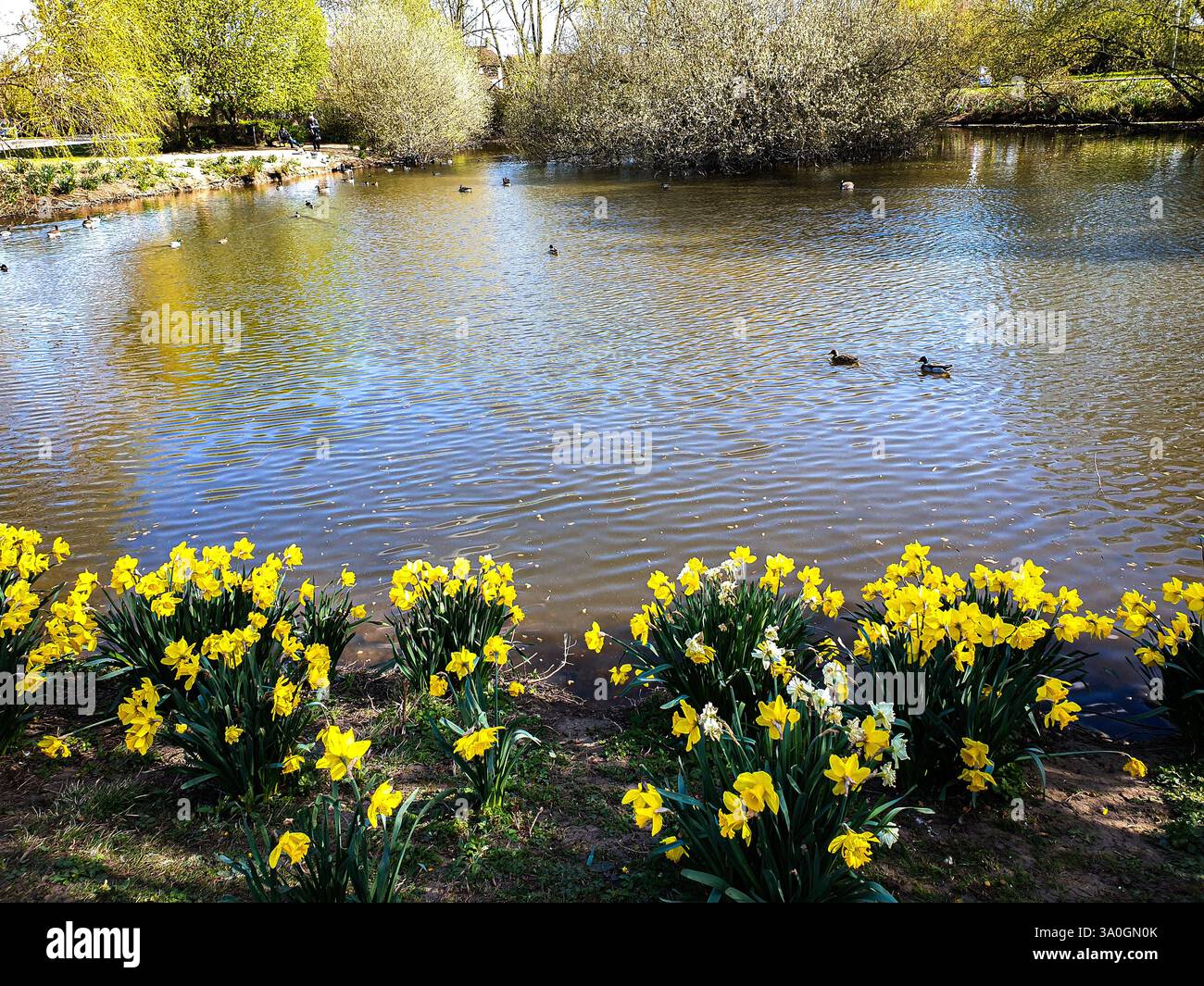Una splendida vista mattutina dello stagno Compton Acres a Nottingham, Regno Unito. Foto Stock