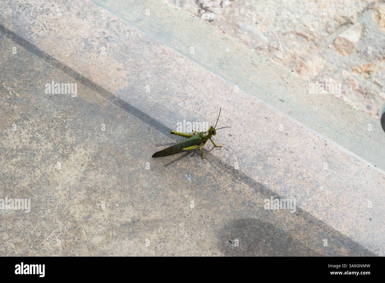 Una bellissima Grasshopper che riposa vicino al porto di Playa del Carmen, Messico. Foto Stock
