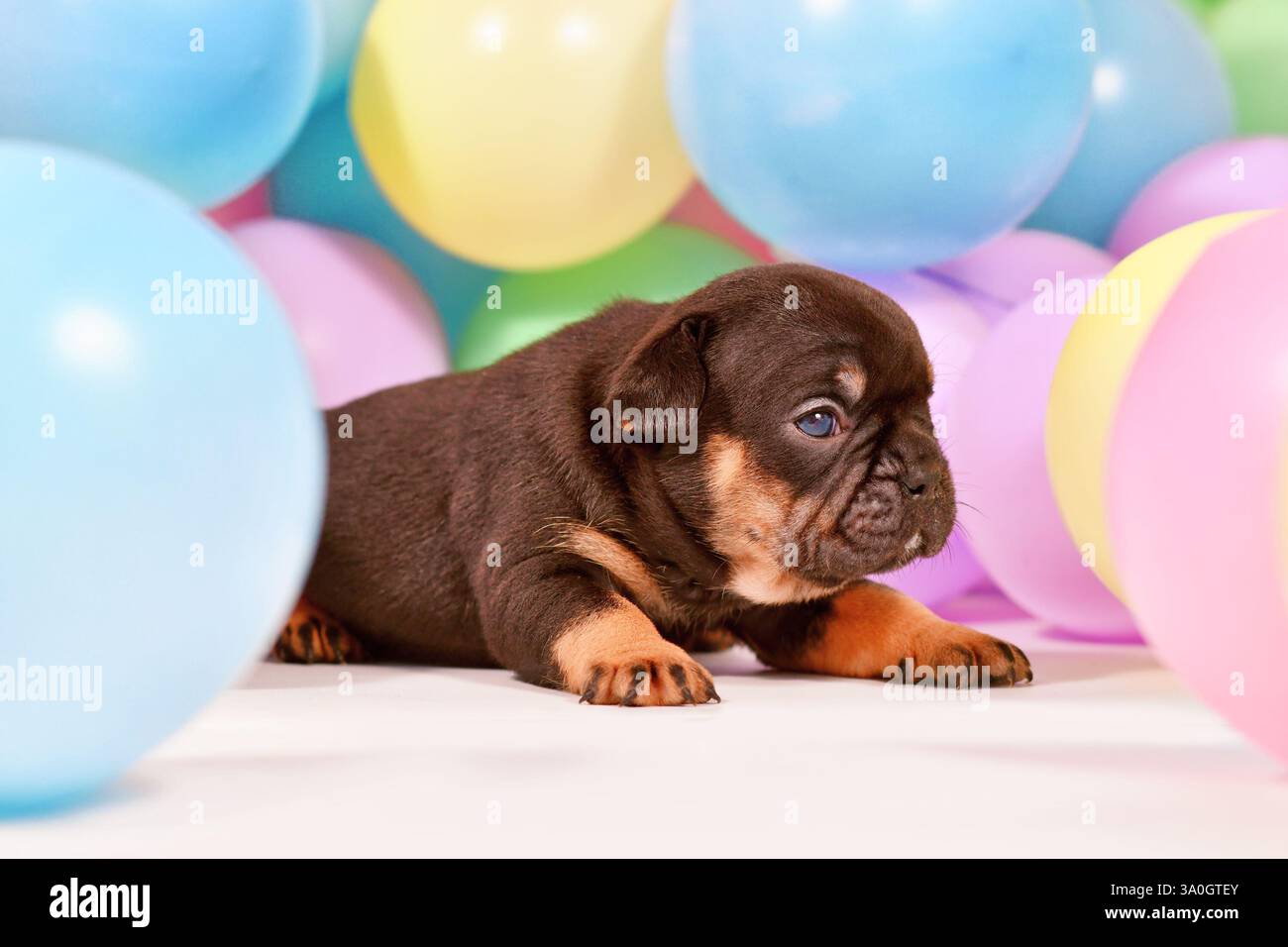 Simpatico cucciolo di cane Bulldog francese abbronzato tra palloncini colorati Foto Stock