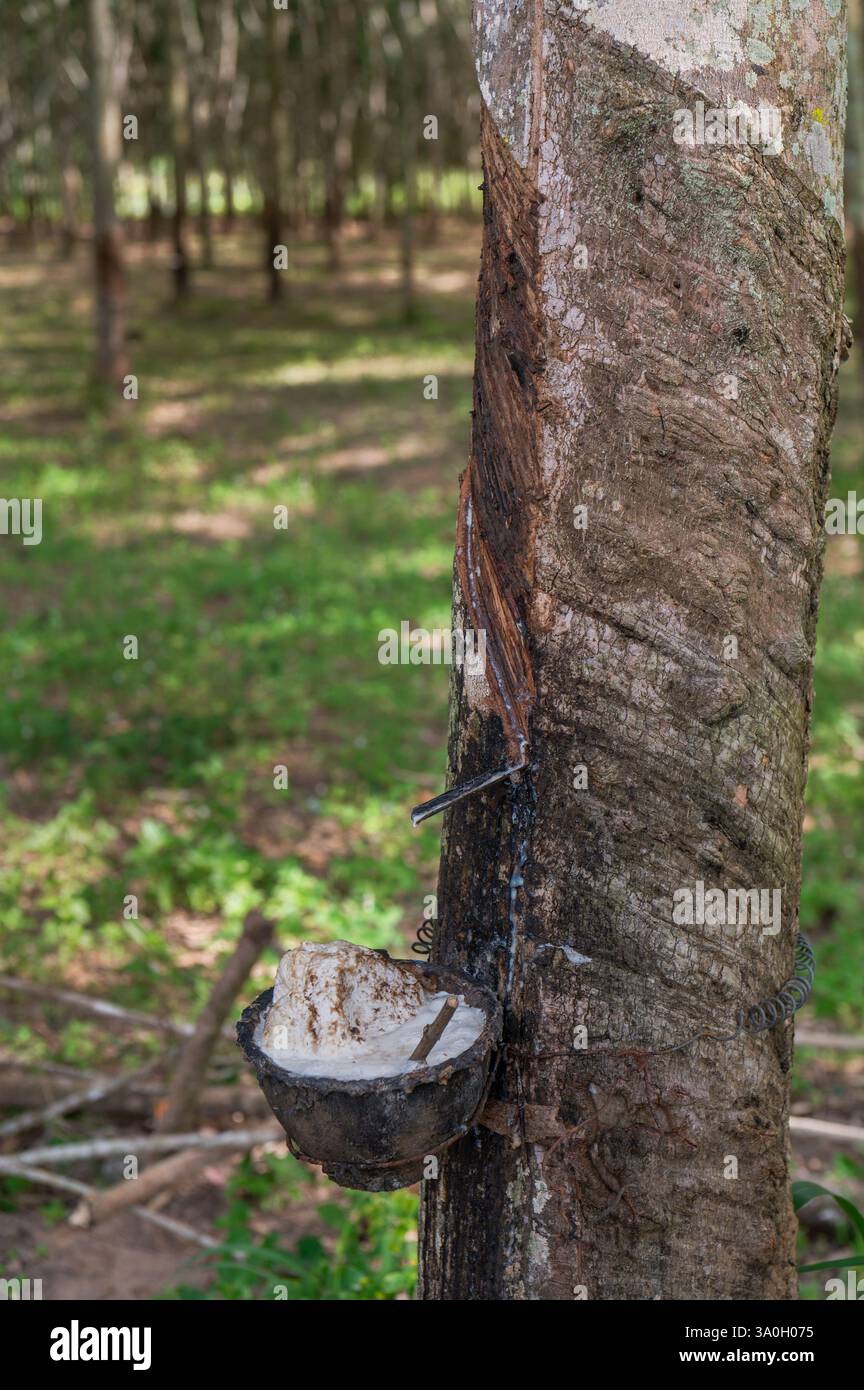 Albero della gomma, Hevea brasiliensis, Euphorbiacea, Rui Buri National Par, Thailandia, Asia Foto Stock