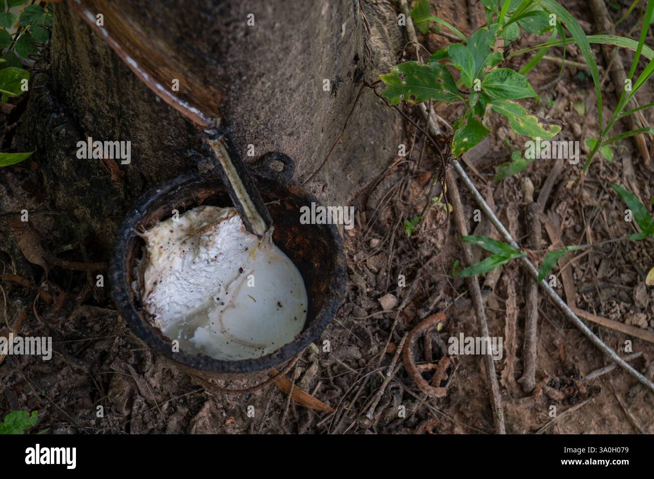 Albero della gomma, Hevea brasiliensis, Euphorbiacea, Rui Buri National Par, Thailandia, Asia Foto Stock