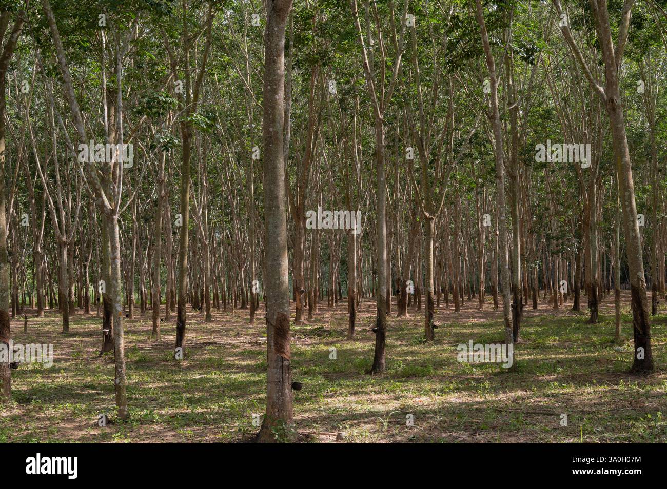 Albero della gomma, Hevea brasiliensis, Euphorbiacea, Rui Buri National Par, Thailandia, Asia Foto Stock