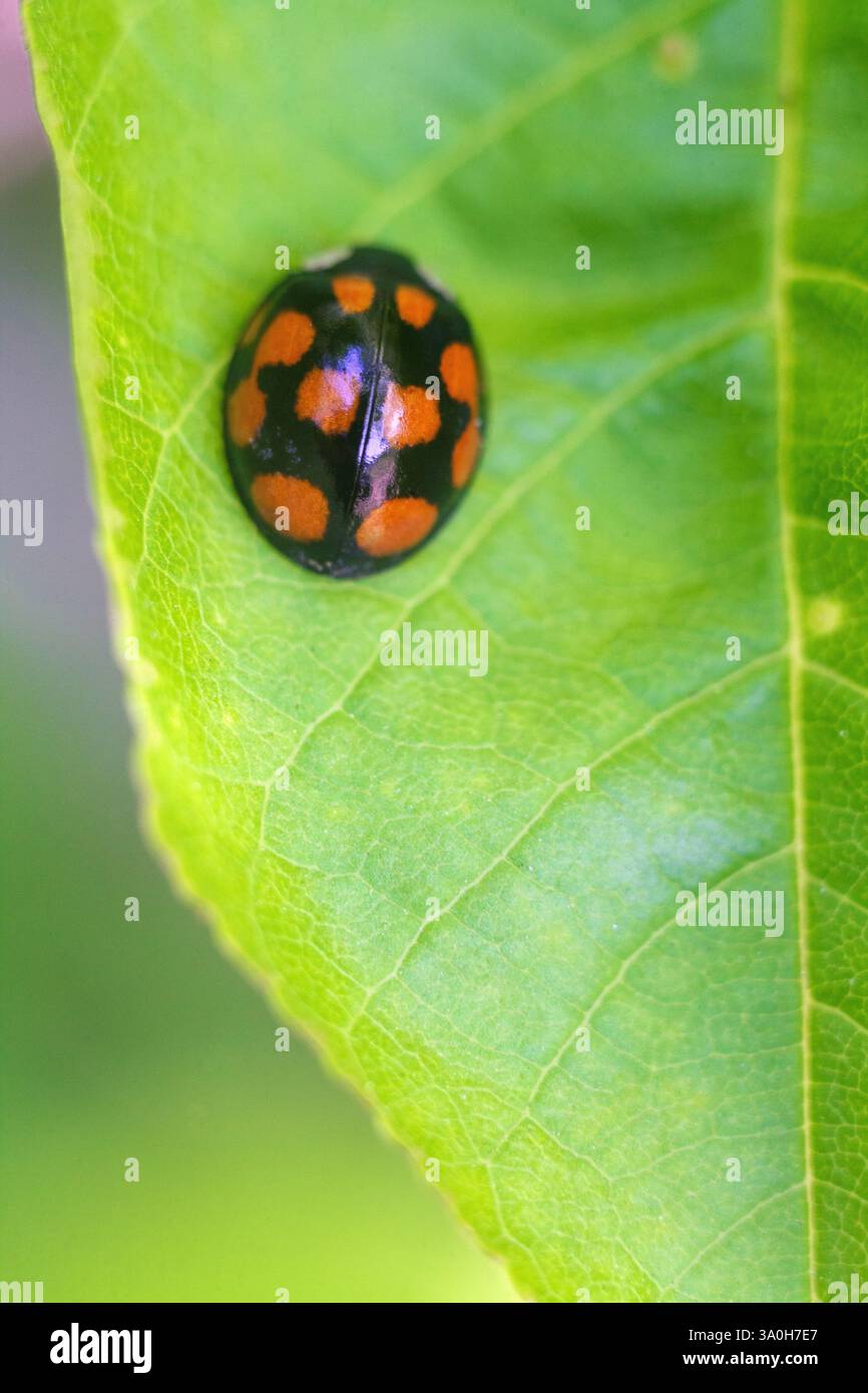 Questa foto ravvicinata cattura una coccinella appoggiata su una foglia verde brillante. Il guscio nero e lucido del coccinello è decorato con spiccate macchie arancioni, Foto Stock