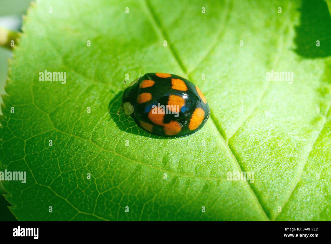 Questa foto ravvicinata cattura una coccinella appoggiata su una foglia verde brillante. Il guscio nero e lucido del coccinello è decorato con spiccate macchie arancioni, Foto Stock