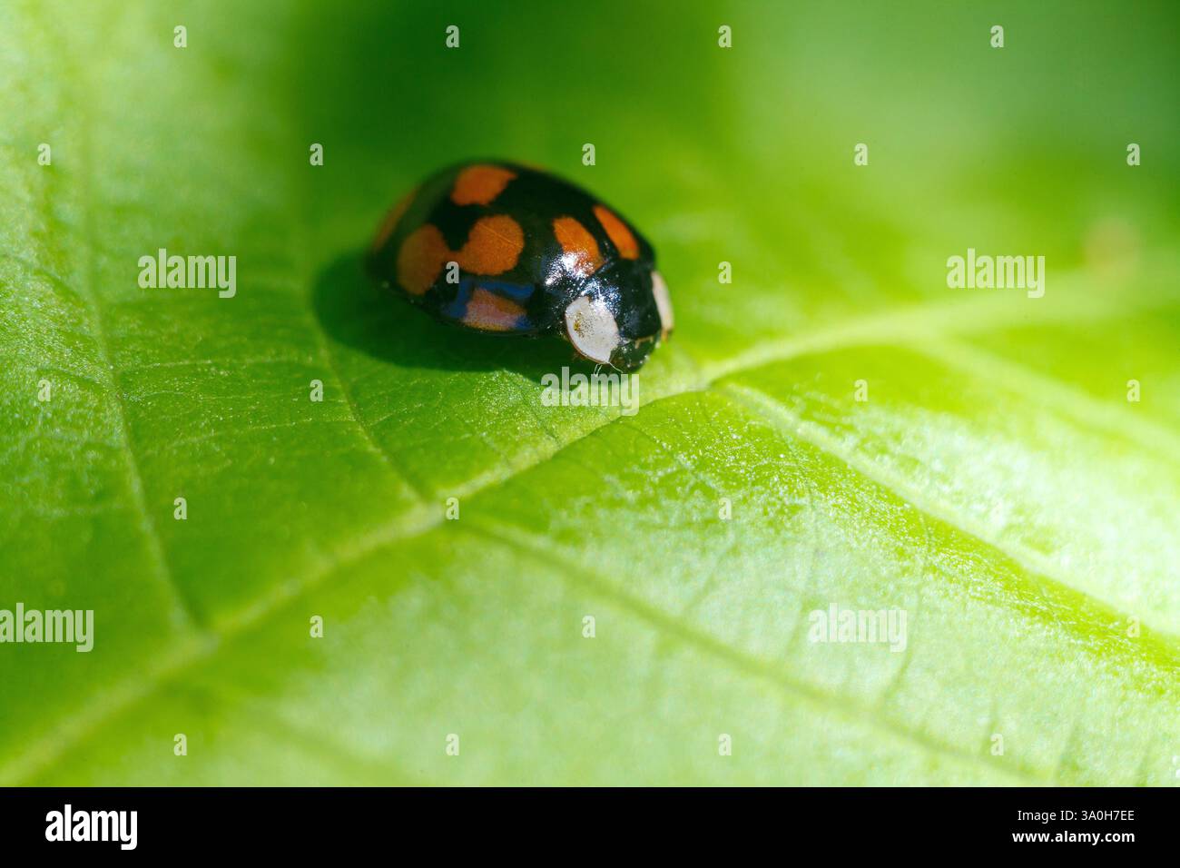 Questa foto ravvicinata cattura una coccinella appoggiata su una foglia verde brillante. Il guscio nero e lucido del coccinello è decorato con spiccate macchie arancioni, Foto Stock