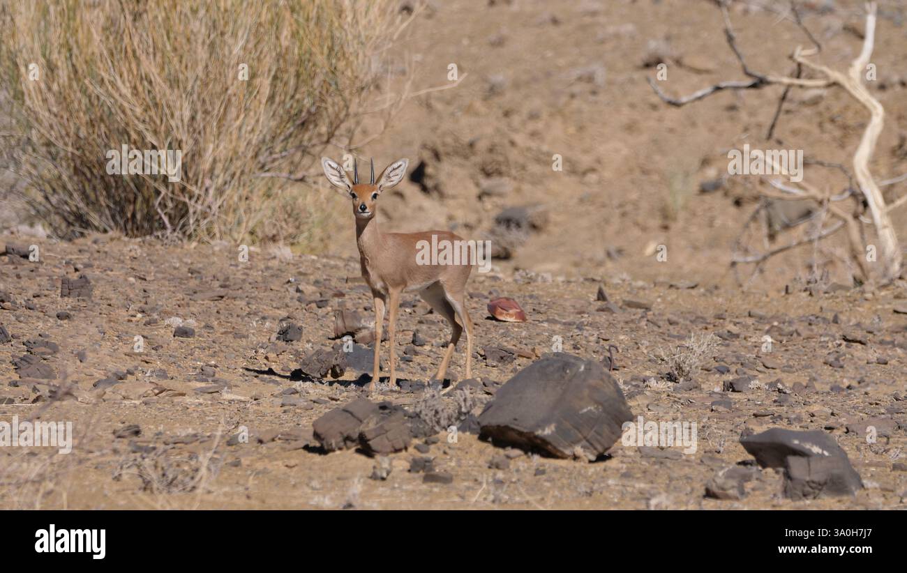 Steenbok in Namibia Foto Stock
