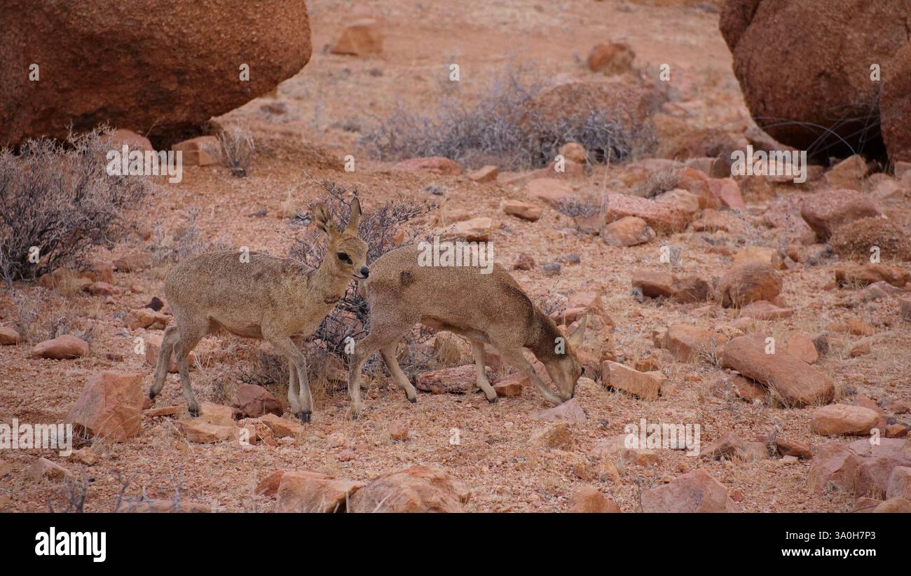 Klipspringer in Namibia Foto Stock