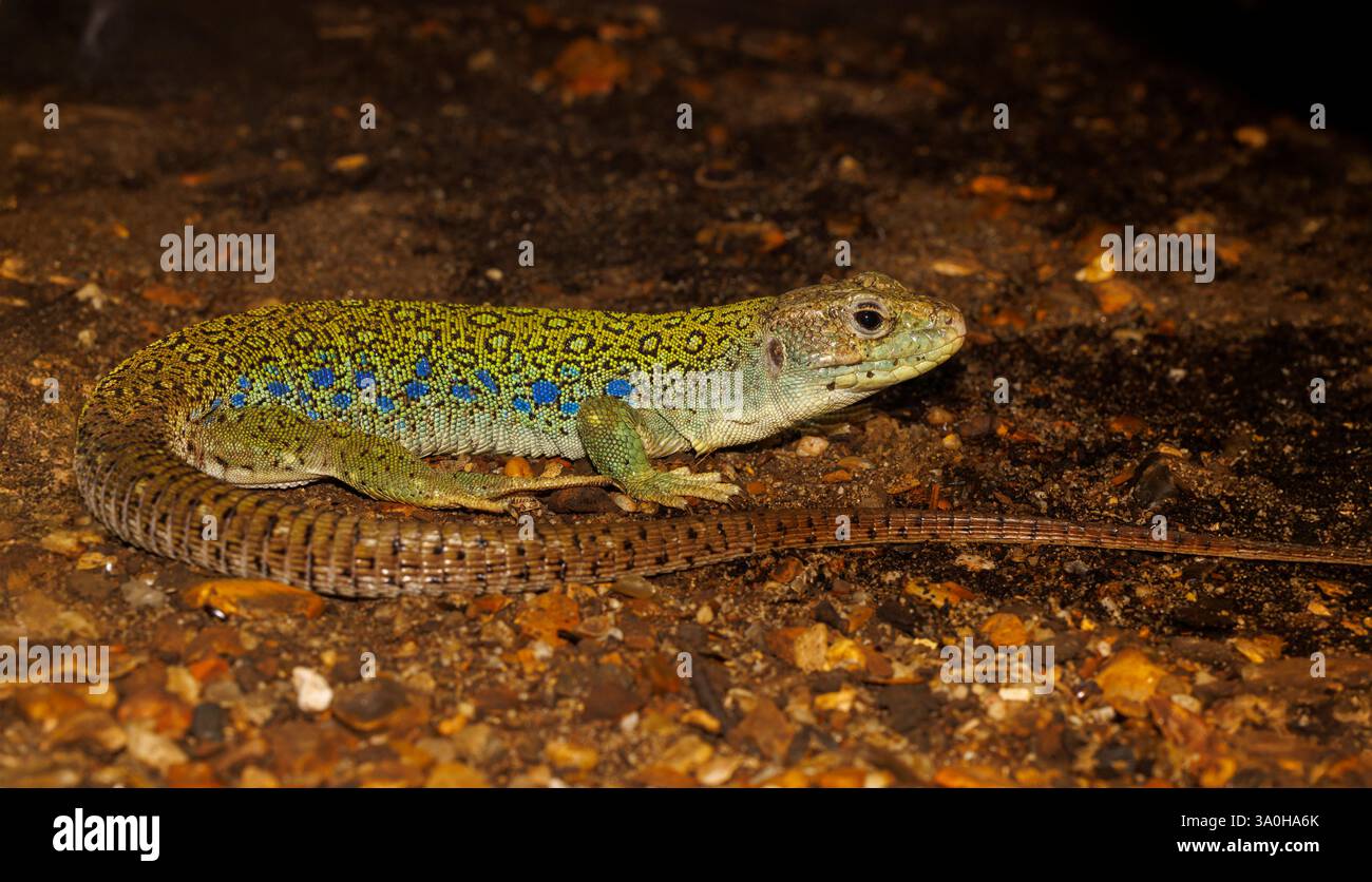 Lucertola Ocellata, Lacerta lepida, nativa d'Europa Foto Stock