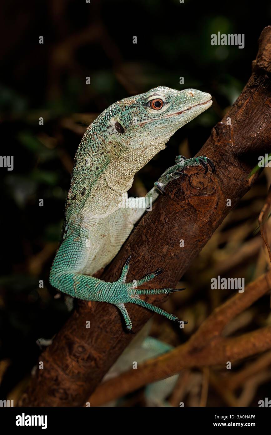 Emerald tree monitor, Varanus prasinus Foto Stock