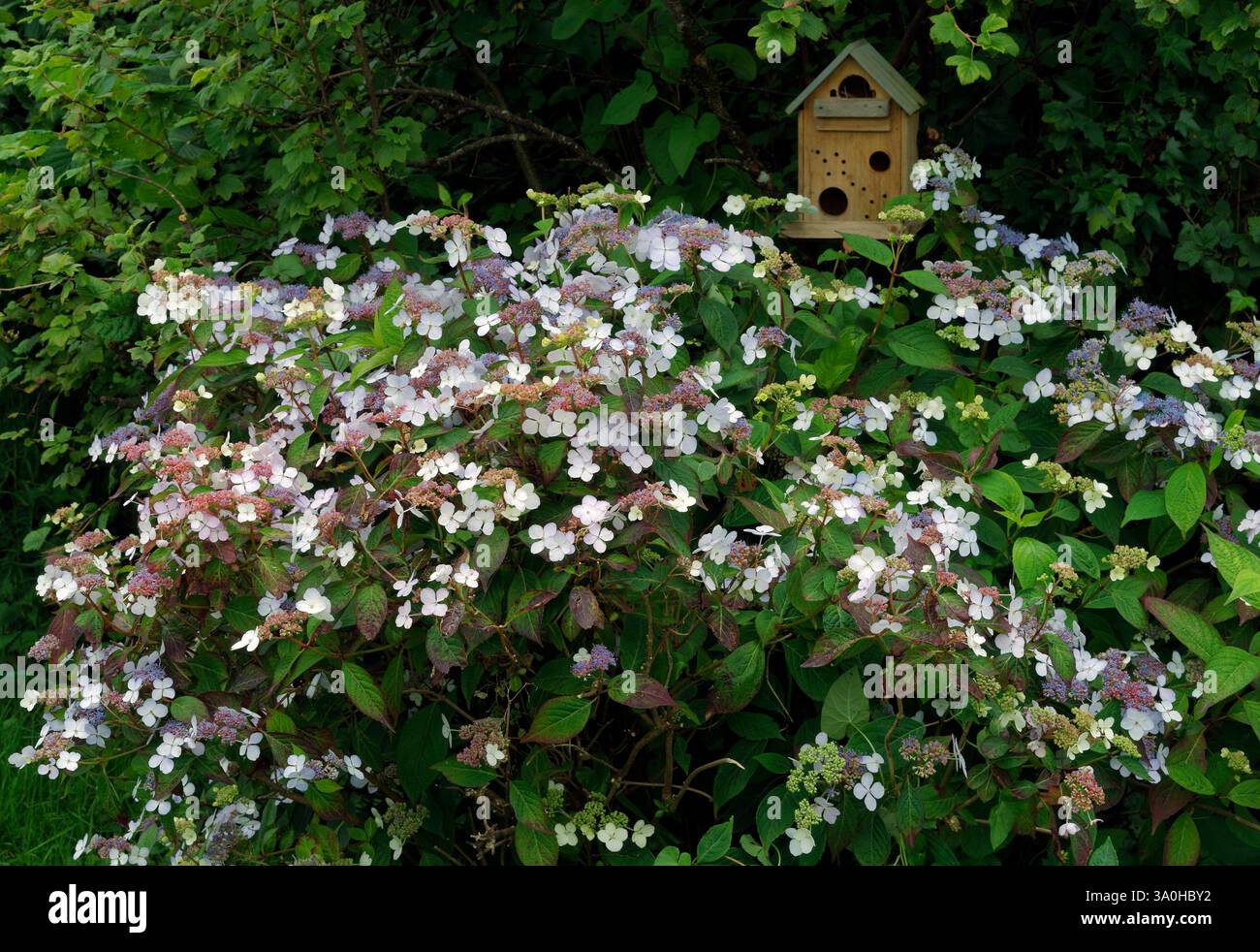 Massa di ortensie con una scatola di nidificazione sullo sfondo Foto Stock