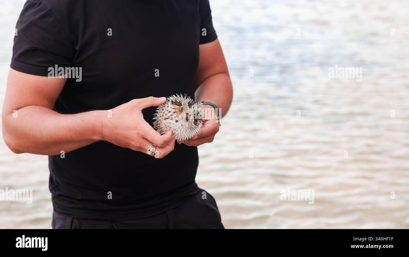 Una persona esamina un affascinante pesce palla vicino all'acqua su Socotra, mostrando le sue caratteristiche e consistenza distintive. Foto Stock