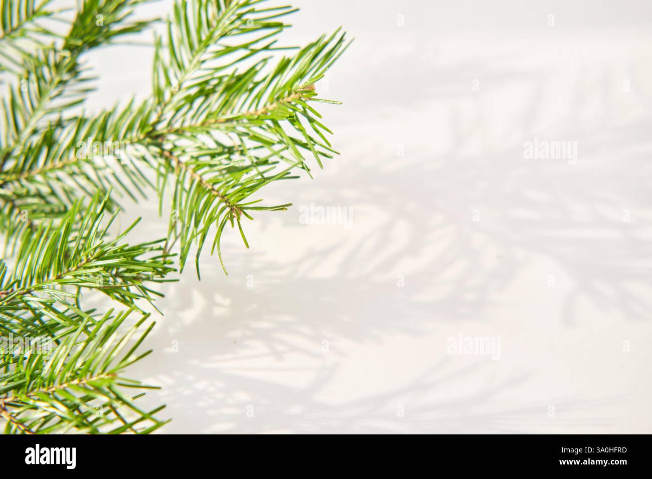 Primo piano di rami di abete verde che proiettano ombre morbide su sfondo bianco. La luce del sole mette in risalto i dettagli dell'ago, creando compositi naturali e minimalisti Foto Stock