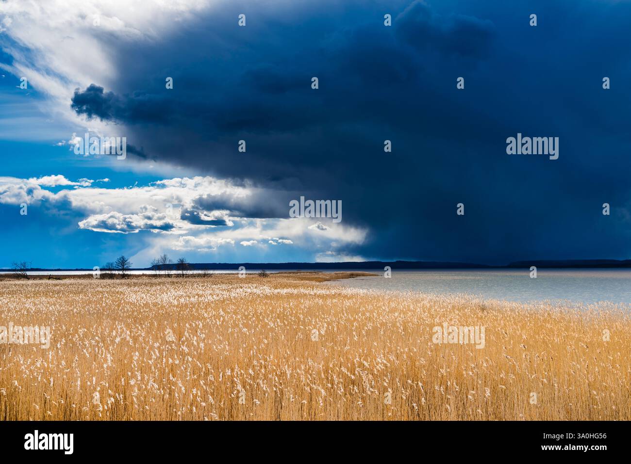 Un vasto lago in Svezia riflette nuvole scure che si radunano nel cielo. Le canne dorate fiancheggiano la riva, contrastando con l'imminente tempesta, creando una captiva Foto Stock