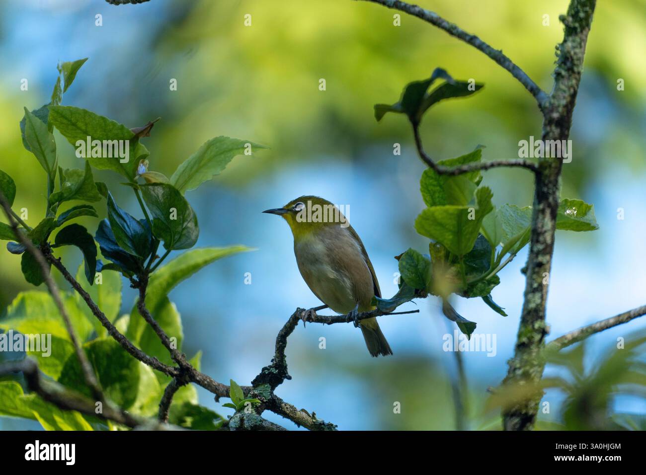 Belle fotografie naturalistiche dalle Hawaii e dal Vermont. Foto Stock