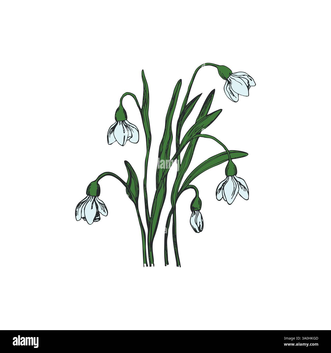 Gocce di neve in fiore isolate fioriscono con foglie. Ornamento artistico floreale disegnato a mano. Stile doodle. Illustrazione vettoriale. Semplice elemento di natura minimalista Illustrazione Vettoriale
