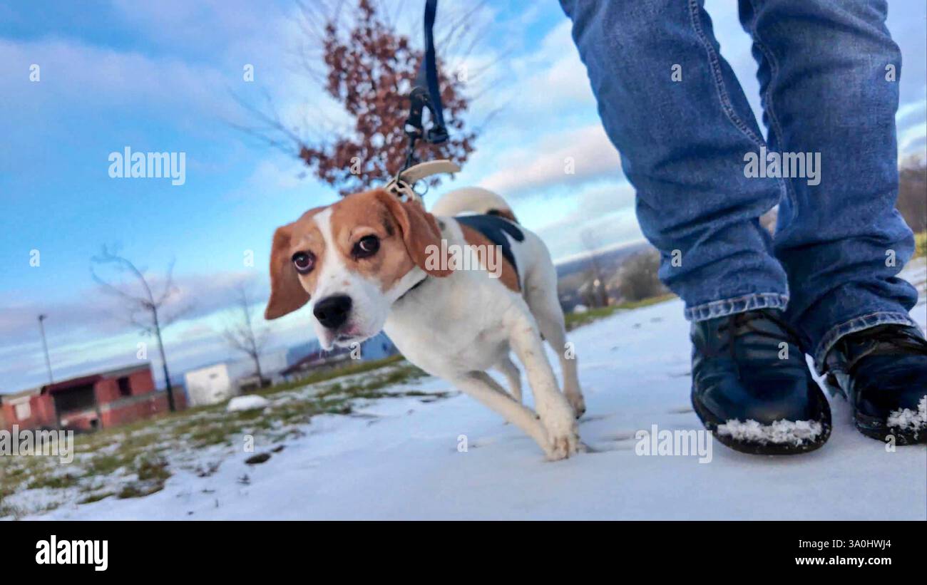 Un uomo cammina il suo cane attraverso un paesaggio innevato. Cane in una passeggiata nella neve che scioglie. Il concetto di camminare un cane e l'amicizia di un padrone di cane Foto Stock