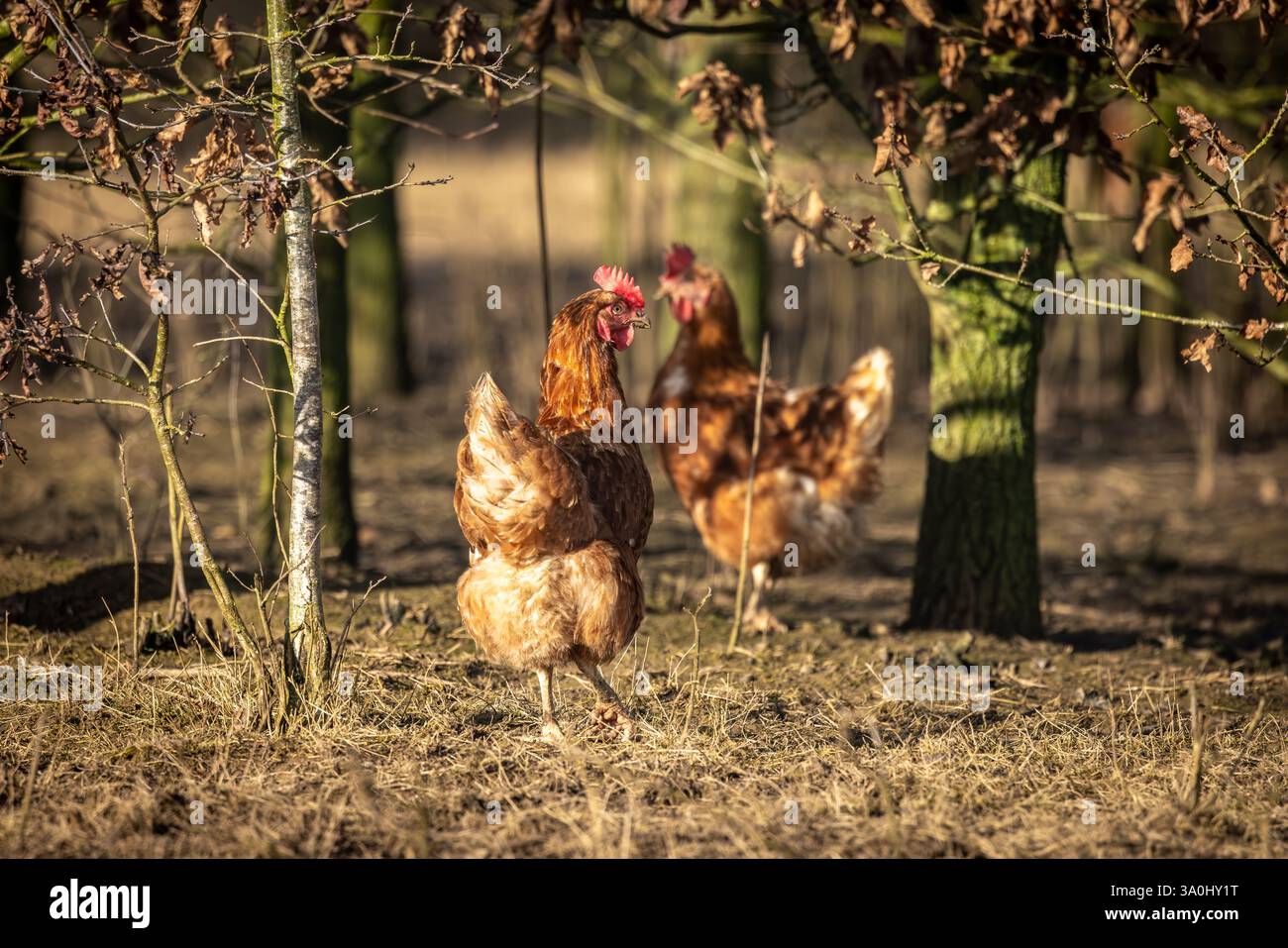 Due polli in un allevamento di pollame biologico all'aperto, sotto il sole del tardo inverno Foto Stock