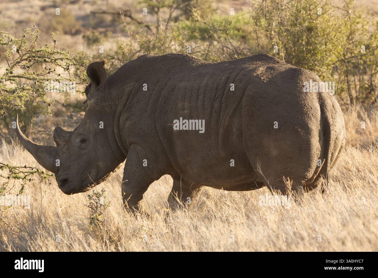 Rinoceronte bianco al Lewa Wildlife Conservancy, Meru, Kenya. Ritratto a sinistra di un adulto di grandi dimensioni a distanza ravvicinata che mostra uno sviluppo pronunciato del corno. Foto Stock