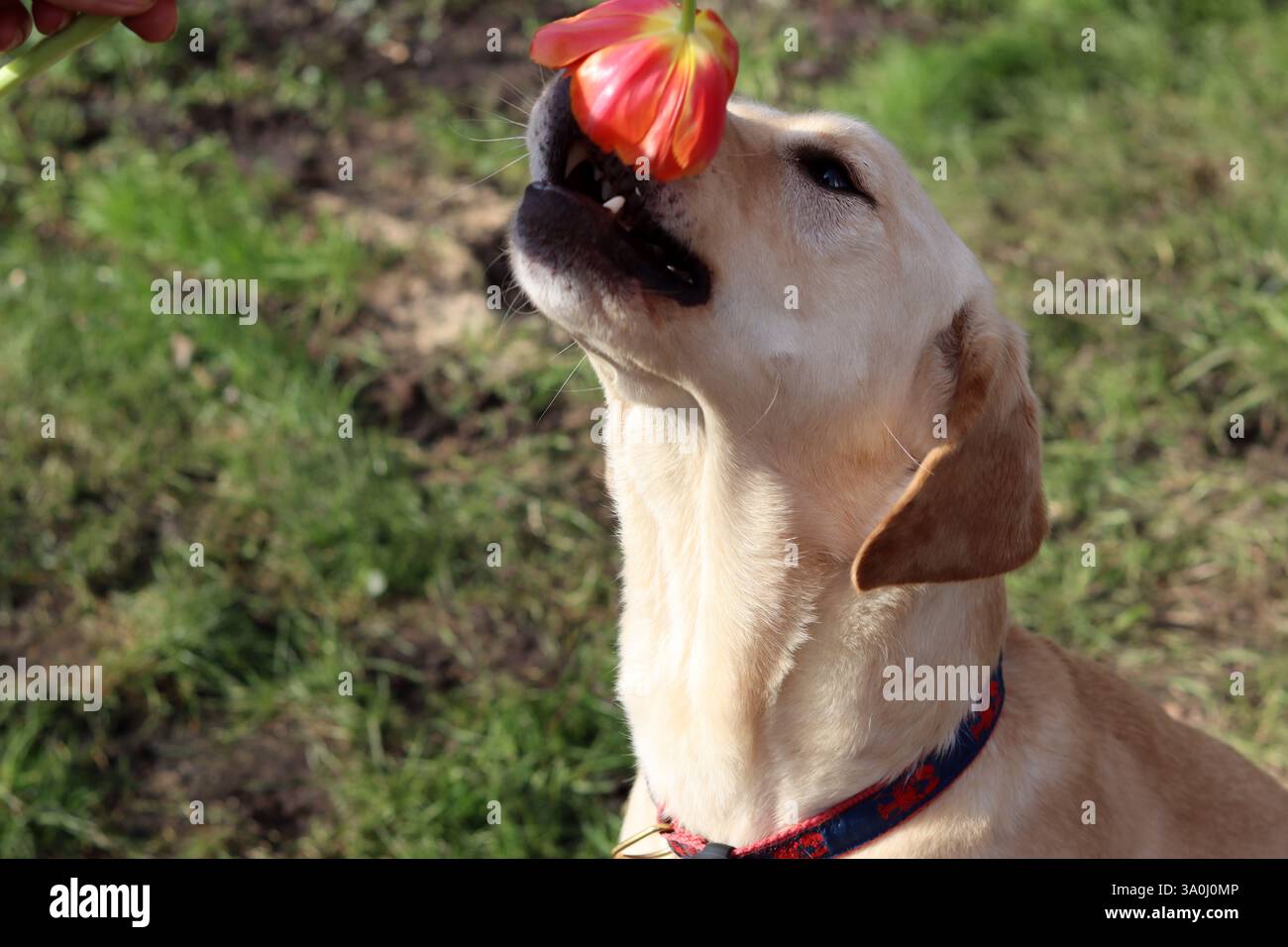 Il cane Labrador retriever mangia tulipani in giardino Foto Stock