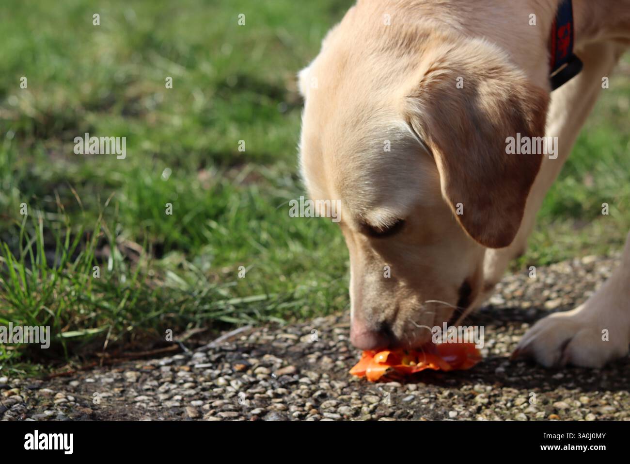 Il cane Labrador retriever mangia tulipani in giardino Foto Stock