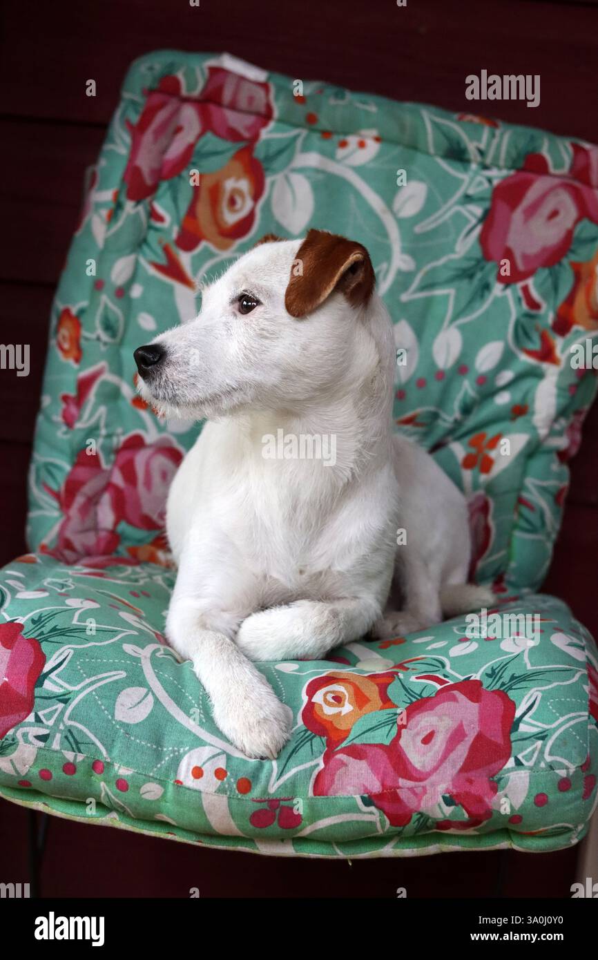 Calzini Donna Jack Russell 2 Paia - Morbidi In Cotone E Bambù Con Stampe Di Cani Terrier