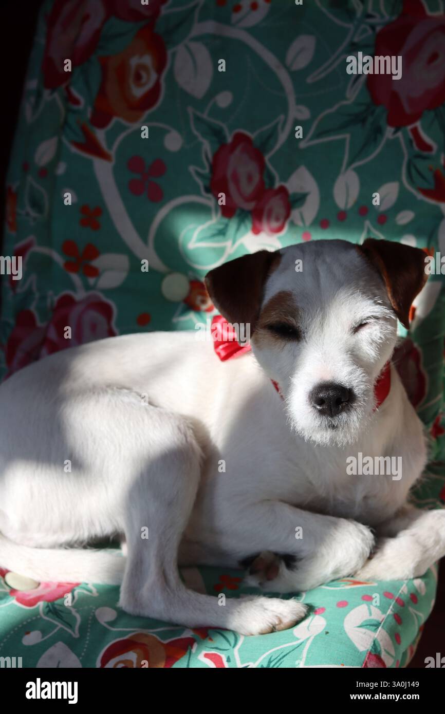 Jack Russell terrier seduto su una sedia in camera Foto Stock