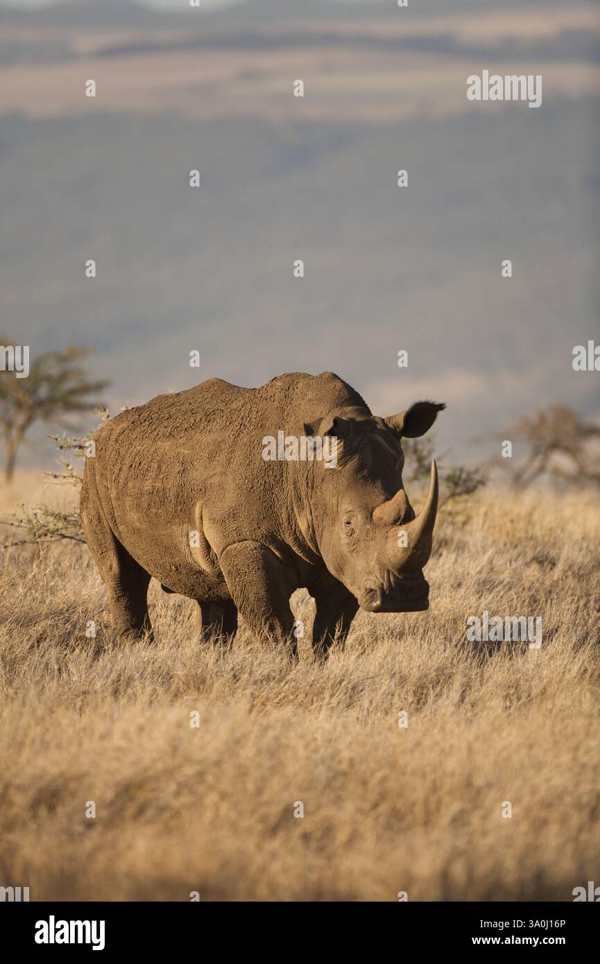 Rinoceronte bianco al Lewa Wildlife Conservancy, Meru, Kenya. Ritratto frontale sul lato destro di un adulto grande a distanza ravvicinata con savannah sullo sfondo. Foto Stock